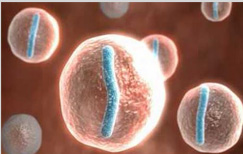 PGD, PGS and Implantations in Chennai