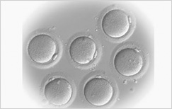 Donor oocyte embryo